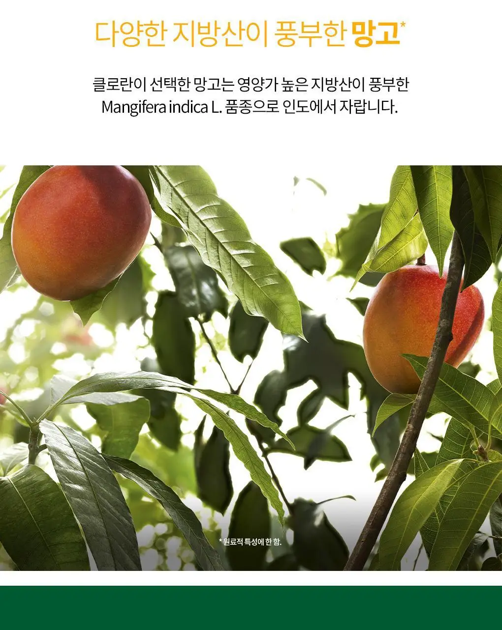 [손상 & 건조모발 헤어에센스] 클로란 망고버터 데미지 리페어 헤어 크림 125ml 상세페이지 13